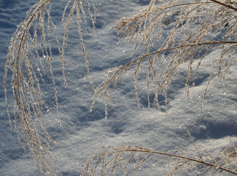 Злидарка