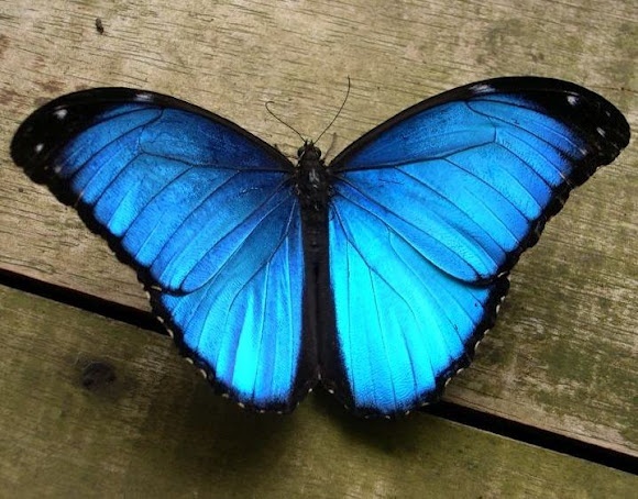 My butterfly 🦋 