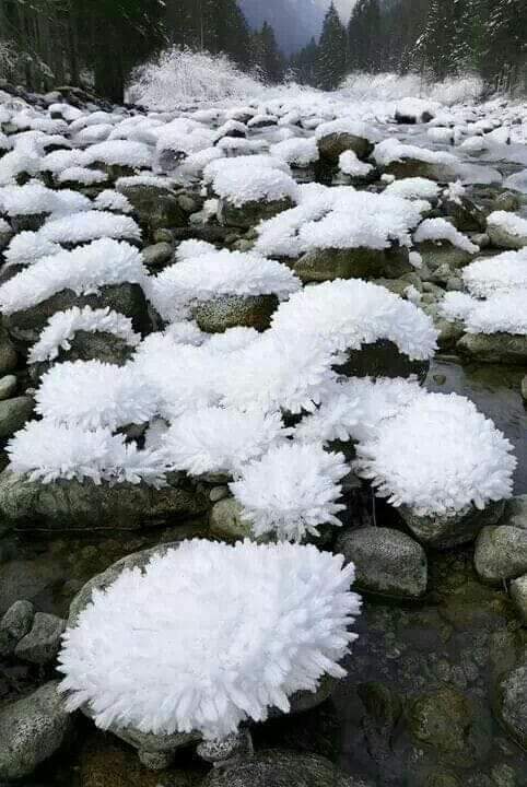 КАЗКОВІ КВІТИ