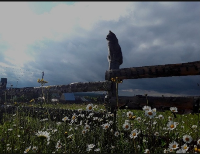 Кошачий рай 