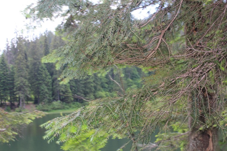 Карпати