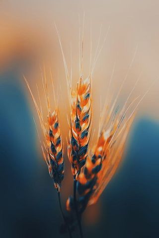 МОВЧІТЬ