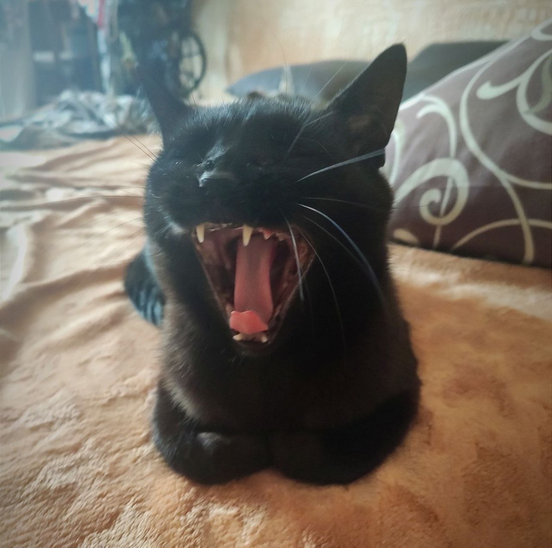 «Про котика»