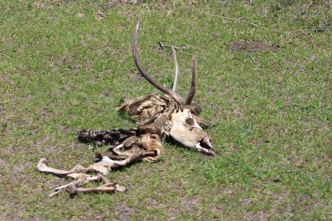 Killing of a Sacred Deer