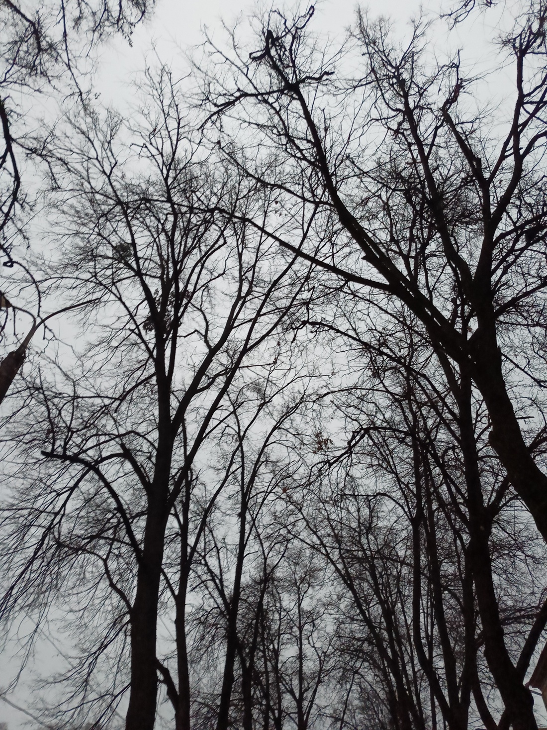 Досвіди