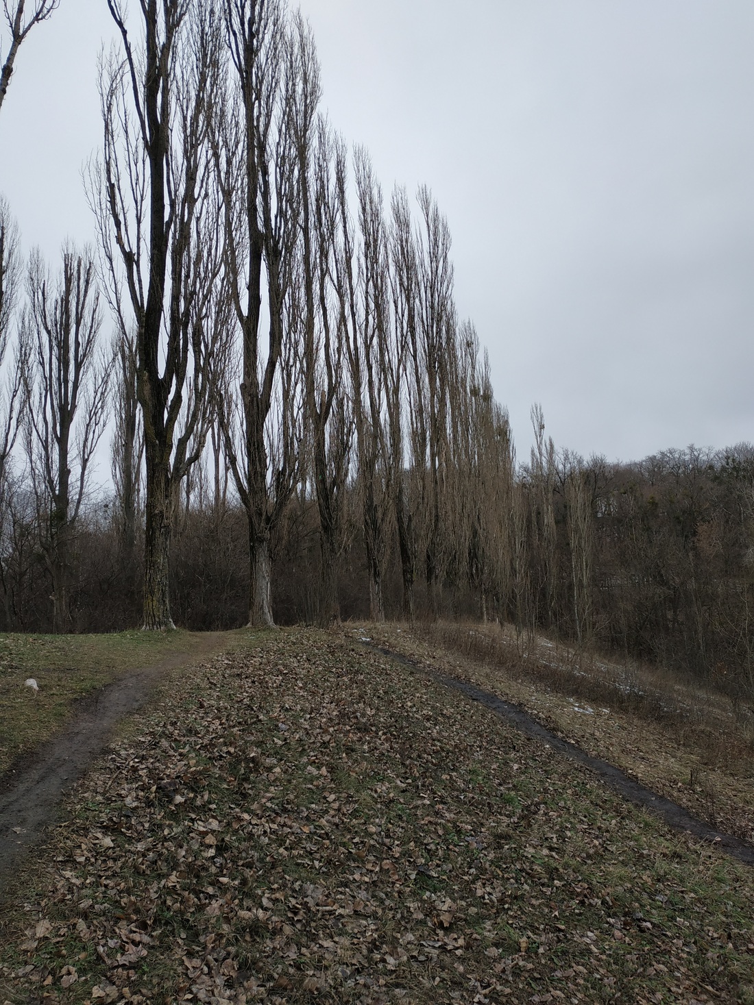 Шеренга тополь височіє