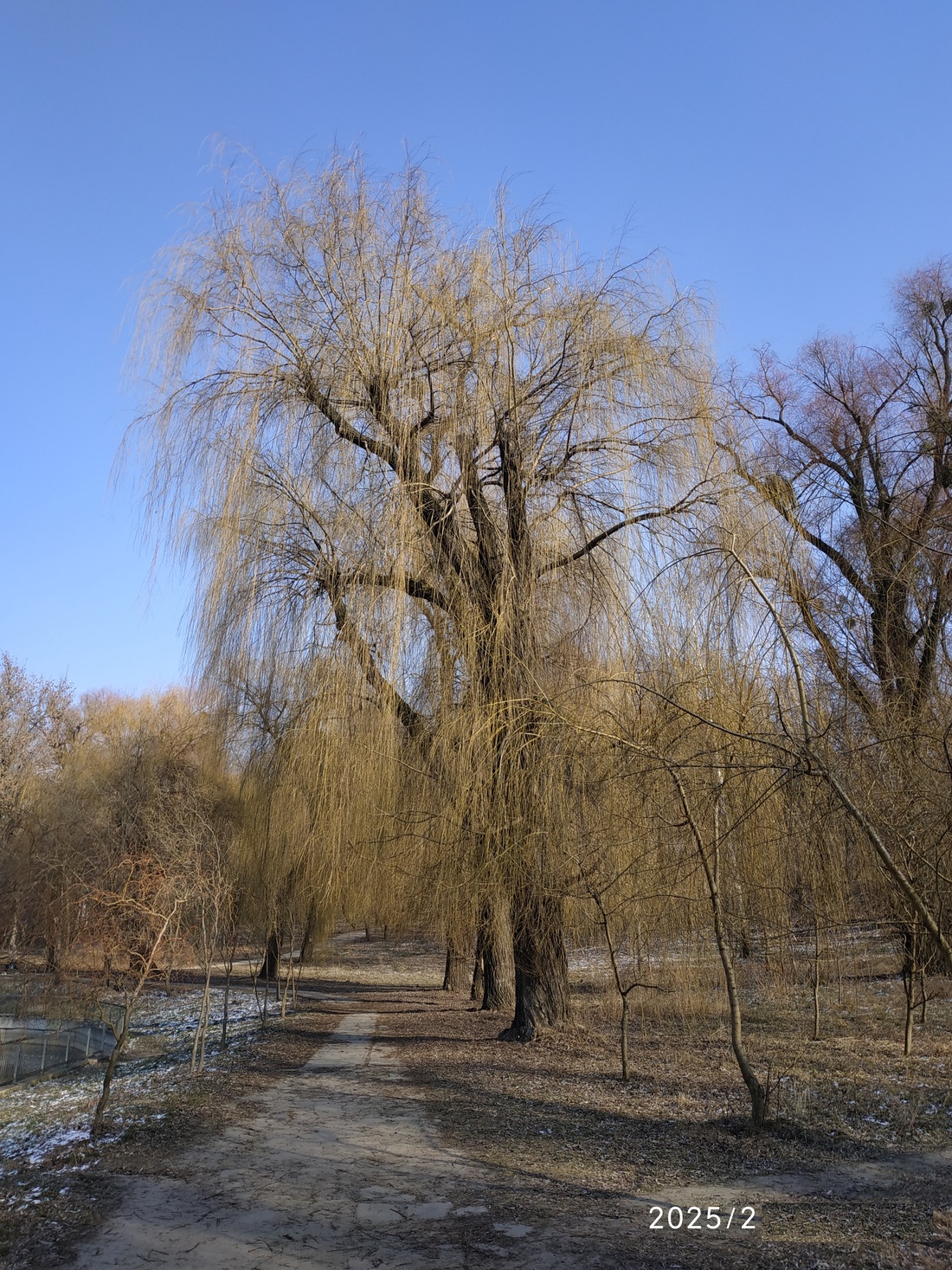 Відростила верба коси