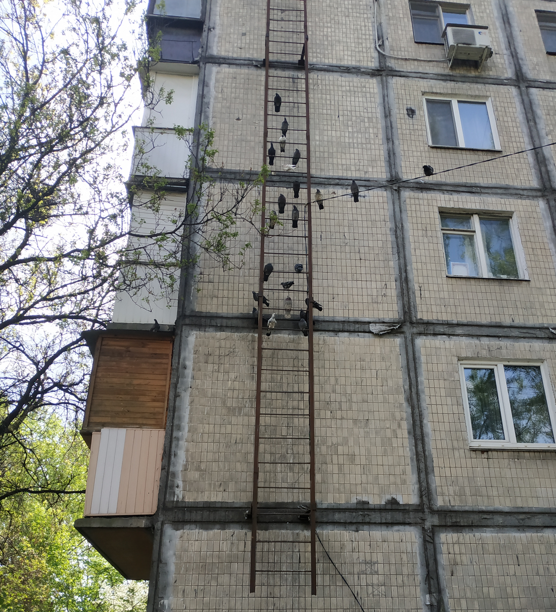 Голуби