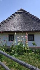 Які нудні в пустелях пальми