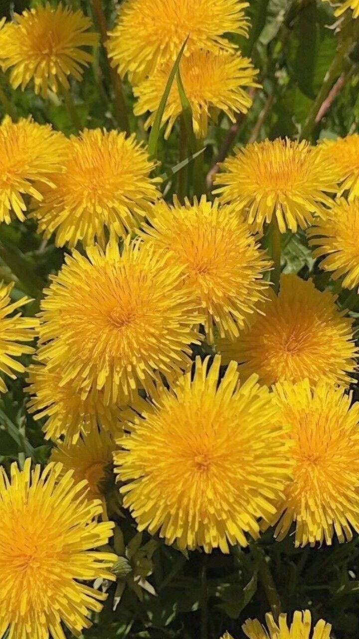 Кульбаби