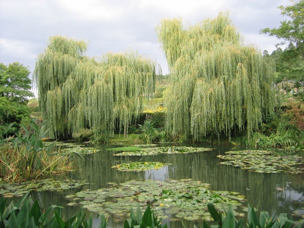 У обіймах ламкої верби