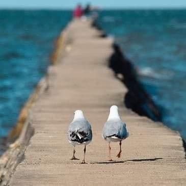 Sail	