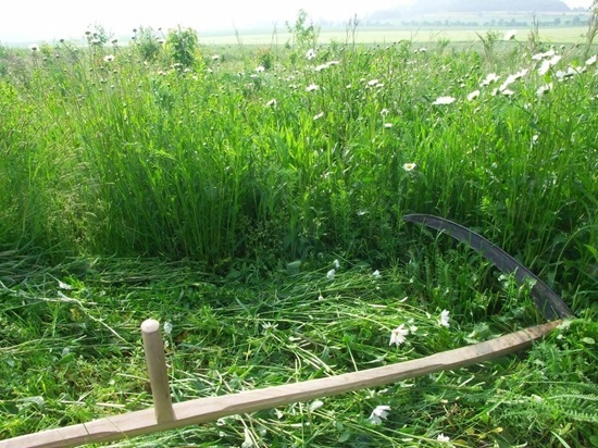 Косовиця