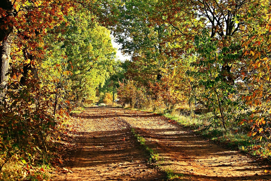 Осенний лес