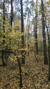 Самшитом прошите пахуче повітря