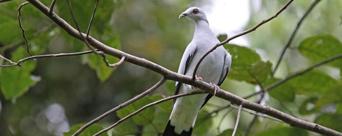 Columba argentina