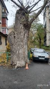 Світ дерев фантастичний