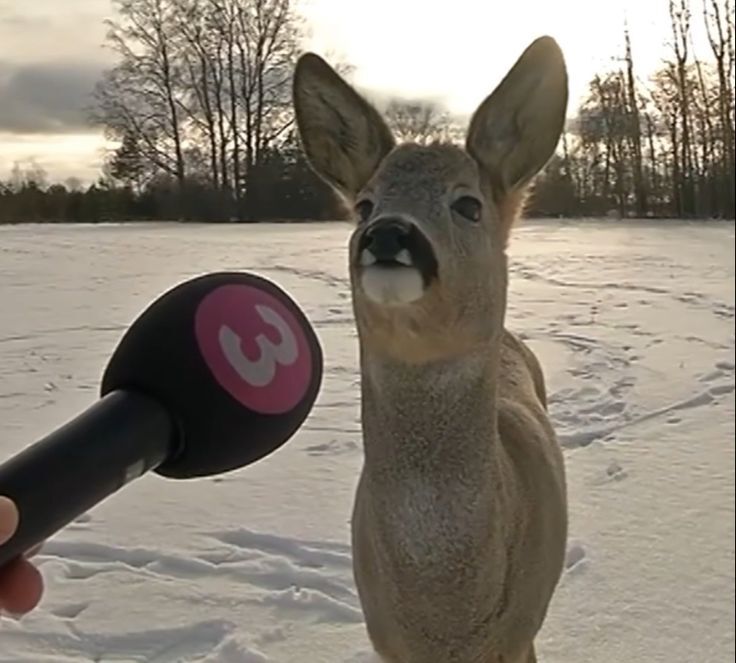 Школа